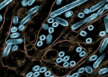 Deadly Bird Flu Strain From Dairy Cows Raises Alarms With Airborne Transmission in Mammals