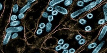 Deadly Bird Flu Strain From Dairy Cows Raises Alarms With Airborne Transmission in Mammals