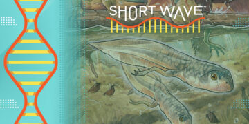 Scientists have found the fossil of the earliest known tadpole : Short Wave : NPR