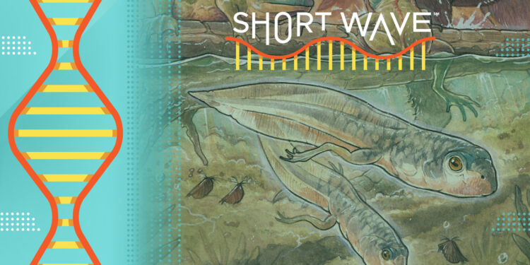 Scientists have found the fossil of the earliest known tadpole : Short Wave : NPR