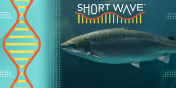 What’s killing the salmon around Seattle? : Short Wave : NPR