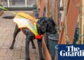Bark detective: dog trained to sniff out UK tree disease | Trees and forests