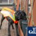 Bark detective: dog trained to sniff out UK tree disease | Trees and forests