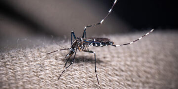French territory Guadeloupe declares epidemic of dengue driven by uncommon strain