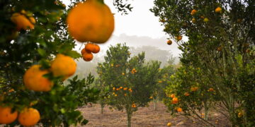 Why orange juice has never been more expensive