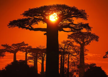 How bush pigs saved Madagascar’s baobabs