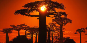 How bush pigs saved Madagascar’s baobabs