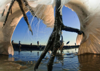 Meet Japan’s hitchhiking fish