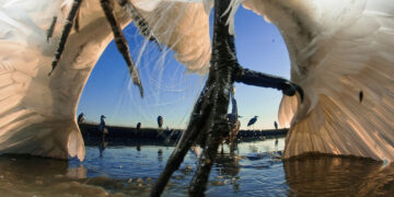 Meet Japan’s hitchhiking fish