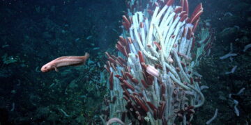 Tubeworms live beneath the planetary crust around deep-sea vents