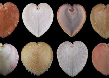 Heart-cockle shells may work like fibre-optic cables