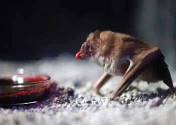 How blood-sucking vampire bats get their energy