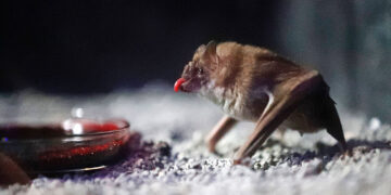 How blood-sucking vampire bats get their energy