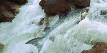Norway’s Atlantic salmon risks going the way of the panda