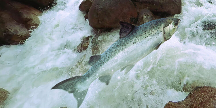 Norway’s Atlantic salmon risks going the way of the panda