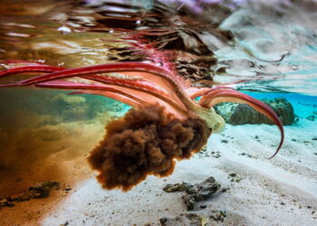 How squid could help people get over their needle phobia