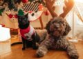Holiday Items That Are Secretly Dangerous For Pets