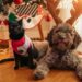 Holiday Items That Are Secretly Dangerous For Pets