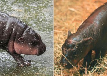 Edinburgh Zoo Challenges Moo Deng To Cuteness Contest