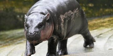 Moo Deng Now Has Her Own Theme Song