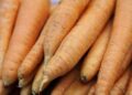 1 Dead, Dozens Sick After Eating Carrots Contaminated With E. Coli