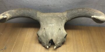 Ancient DNA Reveals Aurochs’ Wild Legacy in Modern Cattle