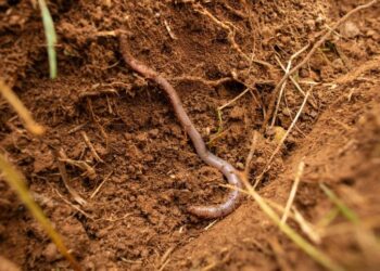 Eco-Friendly Fibers May Pose a Greater Threat to the Planet Than Plastics, Concerning Study Reveals