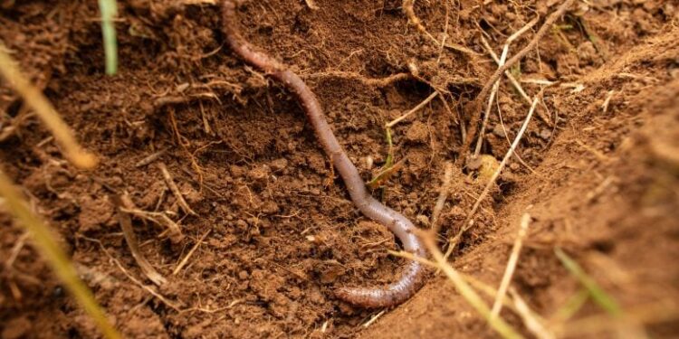 Eco-Friendly Fibers May Pose a Greater Threat to the Planet Than Plastics, Concerning Study Reveals