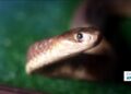 As snake season nears, fears in South Africa over lack of antivenom
