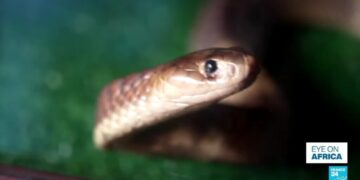 As snake season nears, fears in South Africa over lack of antivenom