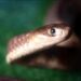 As snake season nears, fears in South Africa over lack of antivenom