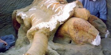 “Who Are These Hominins?” – Paleontologists Uncover Mysterious Butchering of 300,000 Year Old Elephant