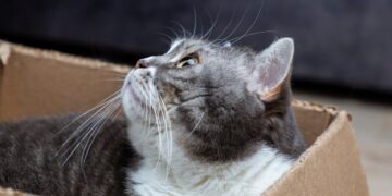 Scientists Have Pushed the Schrödinger’s Cat Paradox to New Limits