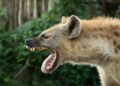 Jaw-Dropping Adaptations: How Hypercarnivores Maintain Their Fierce Bite