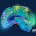 American Brain Foundation Launches $10M Neuroinflammation Research Initiative –