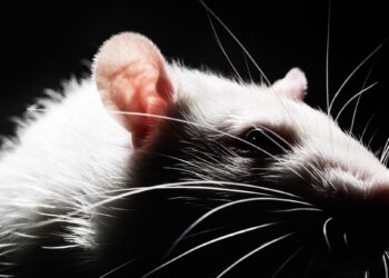 These Rats Learned to Drive—and They Love It