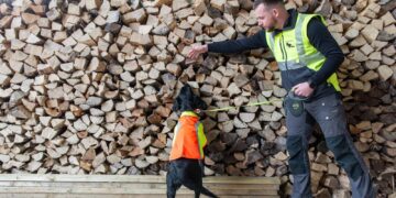 Detective dog sniffs out tree disease in the UK for first time | UK News