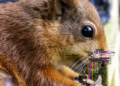 AI squirrel spotter deployed to protect endangered red squirrels | Science, Climate & Tech News