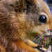 AI squirrel spotter deployed to protect endangered red squirrels | Science, Climate & Tech News