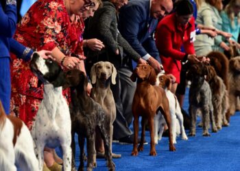 History, new breed, how to watch : NPR