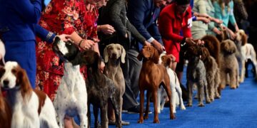 History, new breed, how to watch : NPR