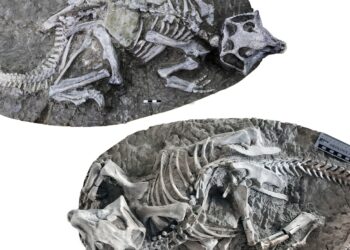 Dinosaurs unearthed in China may have ended with a collapse, not a catastrophe : NPR