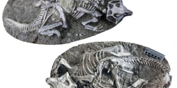 Dinosaurs unearthed in China may have ended with a collapse, not a catastrophe : NPR