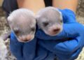 Black-footed ferrets born to a cloned mom : NPR