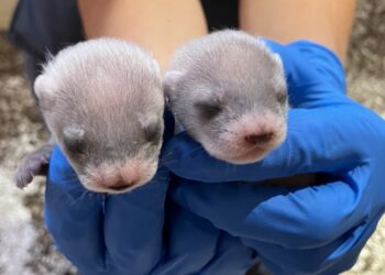 Black-footed ferrets born to a cloned mom : NPR