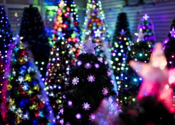 What’s more environmentally sustainable, real Christmas trees or artificial ones? : NPR