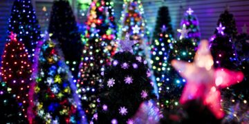 What’s more environmentally sustainable, real Christmas trees or artificial ones? : NPR