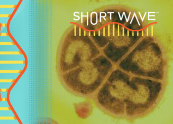 Scientists find secret behind a radiation-resistant microorganism : Short Wave : NPR