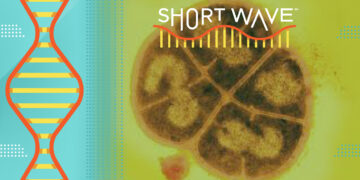 Scientists find secret behind a radiation-resistant microorganism : Short Wave : NPR