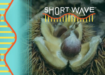 What happened to the American chestnut tree? : Short Wave : NPR